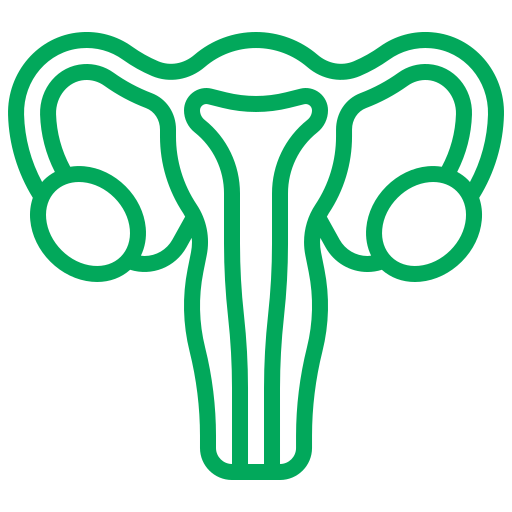 uterus